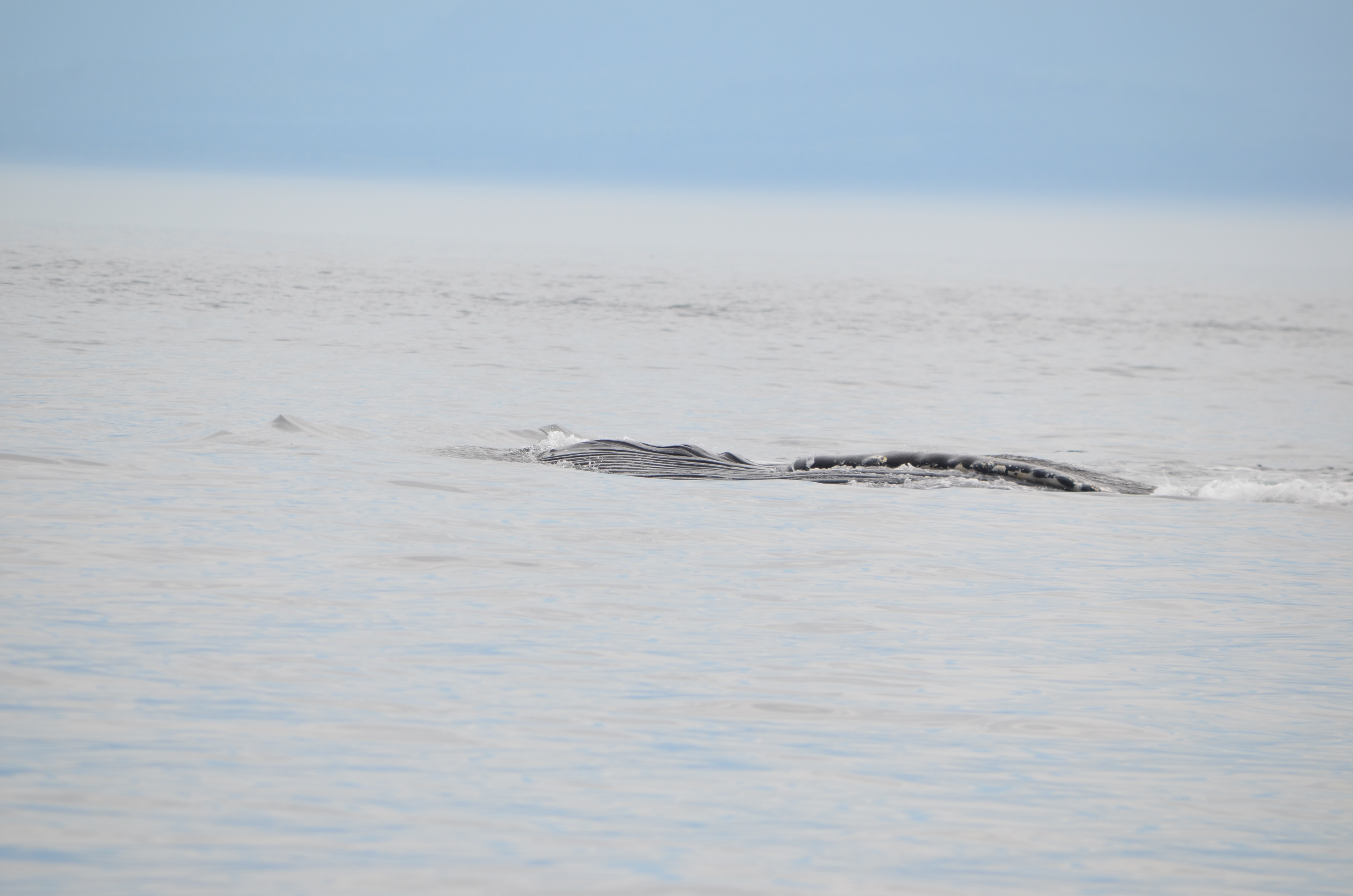 photos/wildlife/Mammal_Species/Humpback Whale/DSC_0159.JPG